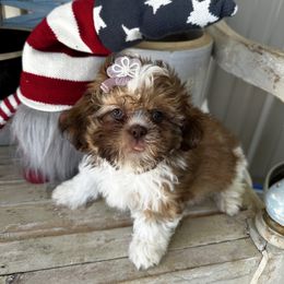 Sadie - Liver and white female Shih Tzu puppy in Temple, Pennsylvania from Kathy Diego's Shih Tzus
