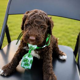 Briar - Chocolate male Goldendoodle puppy in Camden, North Carolina from Oopsie Doodles of NC