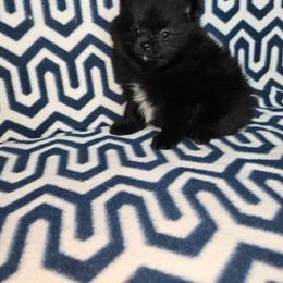 Star - Black female Pomeranian puppy in Texas from Ruby's Poms