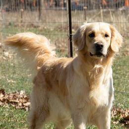 Golden Retriever puppies from Christiana Creek Goldens