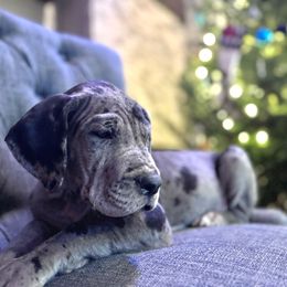Boy 4 - Merle Great Dane puppy in Wisconsin from Starry Night Great Danes