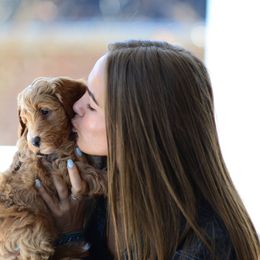 Goldendoodle Puppies from Glittering Grace Goldendoodles