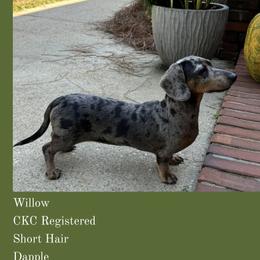 Willo - Dachshund