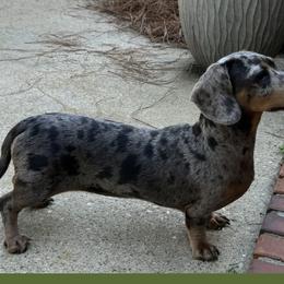 Willo - Dachshund
