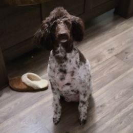 Paisley - Poodle
