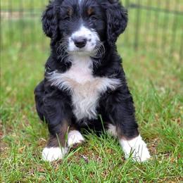 Daisy - Tri-color female Bernedoodle puppy in Shelton, Washington from NW Bernedoodles of Washington