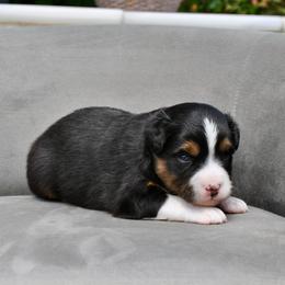 JET - Black tri male Miniature American Shepherd puppy in Bixby, Oklahoma from Roeboat Aussies