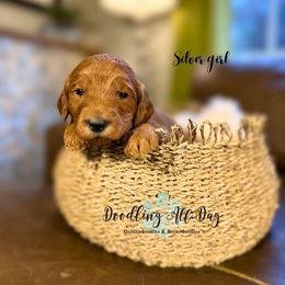 Silver girl - Red  female Goldendoodle puppy in Valdese, North Carolina from Doodling All Day Goldendoodles