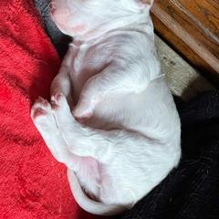English Setter Puppies from English Setter Farms