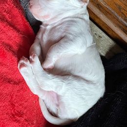 English Setter Puppies from English Setter Farms