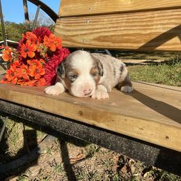 Merle boy - Blue merle male Toy Australian Shepherd puppy in Hillsboro, Illinois from Shoal Creek Puppies