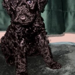 Poodle Puppies from Almighty Poodles