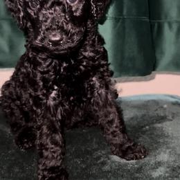 Poodle Puppies from Almighty Poodles