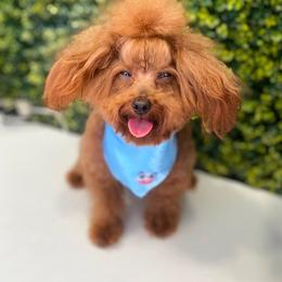 Gnocchi 4  lbs - Red male Maltipoo puppy in San Diego, California from Maltipoos SD
