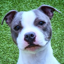 Circus - Staffordshire Bull Terrier