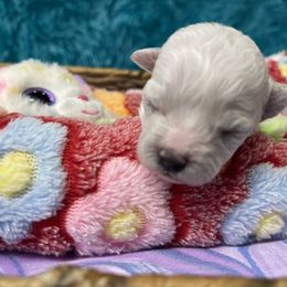 Molly - White female Bichon Frise puppy in Clearwater, Florida from Cambeas Puppies