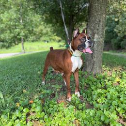 Gracie - Boxer