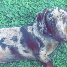 Dachshunds from Kristy Kalinowski