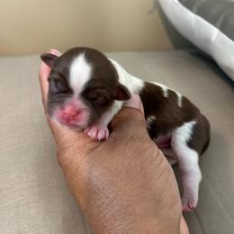 Male 1 - Liver and white male Shih Tzu puppy in Kissimmee, Florida from Bebe AKC Puppies