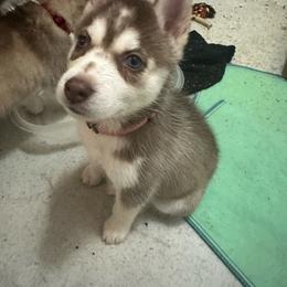 Aries - Sable and white female Siberian Husky puppy in Lakeland, Florida from Ice Blue Legacy Siberians Huskies