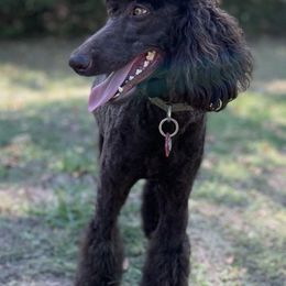 Poodles from Family Adventure Poodles