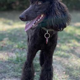 Poodles from Family Adventure Poodles
