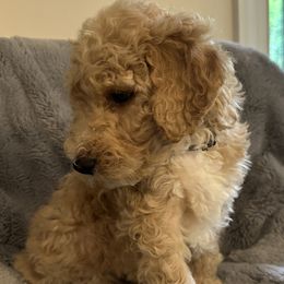 Boy 3 - Goldendoodle puppy in Landis, North Carolina from Shelbys Doodle Farm