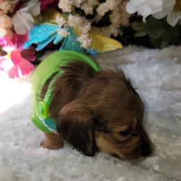 Dachshund Puppies from CLARK'S BREEDING PROGRAM