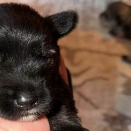 Miniature Schnauzers from Trulove’s puppies