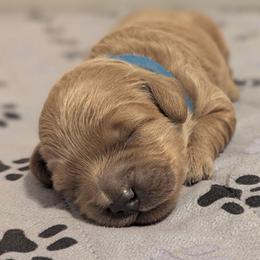 Blue collar - Cream male Goldendoodle puppy in Connecticut from Valley View Doodles