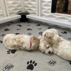 Cavachon Puppies from Brooke Erhard