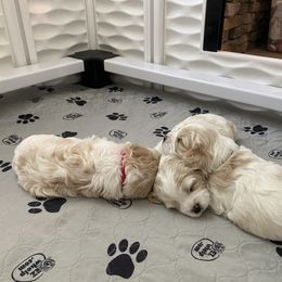 Cavachon Puppies from Brooke Erhard