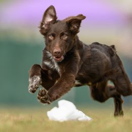 Bear - Australian Shepherd