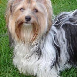 Biewer Terriers from Donday