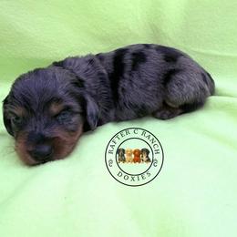 MDF long or short hair TBD - Dapple female Dachshund puppy in Carthage, Texas from Rafter C Ranch Doxies