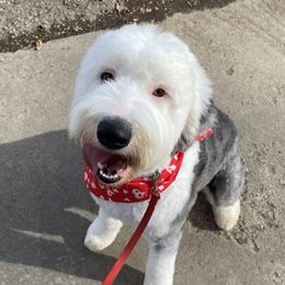 Millie - Old English Sheepdog