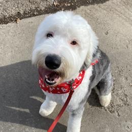 Millie - Old English Sheepdog