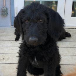 Coal - Labradoodle