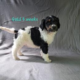 Poodle Puppies from Nothing better than Standard poodles
