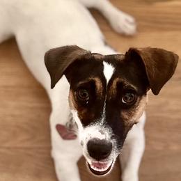 Nova - Russell Terrier
