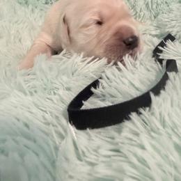 Mr Black - Light golden male Golden Retriever puppy in Imlay City, Michigan from Celtic Pride Goldens
