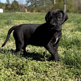 Maverick - Black male Great Dane puppy in Scottsburg, Virginia from Virginia Great Danes