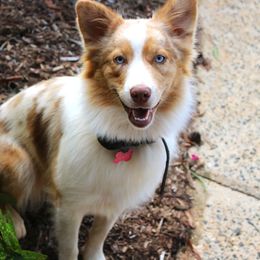 Sophie - Australian Shepherd