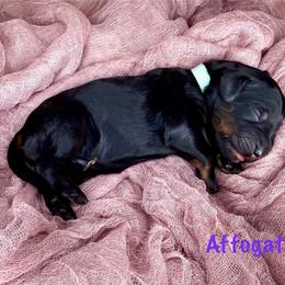 Affogato - Phantom female Bernedoodle puppy in Midland, Michigan from Northern Charm Farm