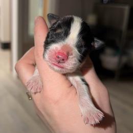 Pebble - Black tri-color male Australian Shepherd puppy in Anniston, Alabama from All Hale Aussies