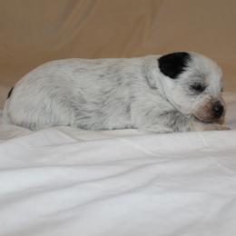 Tisas - Blue speckled female Australian Cattle Dog puppy in Willamina, Oregon from Cherished Chihuahuas