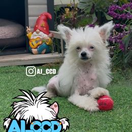 Mercury - White and black Chinese Crested puppy in San Francisco, California from Aj_CCD