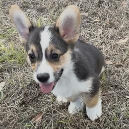 AKC pup - Black and tan male Pembroke Welsh Corgi puppy in Summerfield, Florida from Promise Land Farm
