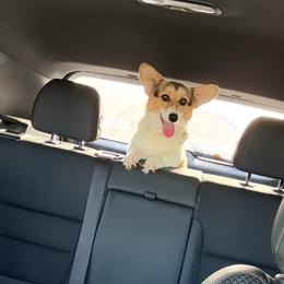 Bella - Pembroke Welsh Corgi