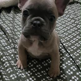 Bella - Fawn and white female French Bulldog puppy in Cleveland, Ohio from Diondre's French Bulldogs